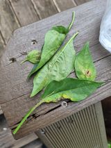 팜모닝 고추·영농일지 게시글 이미지