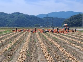 조잠순님의 기타작물 · 영농일지 작성글 사진
