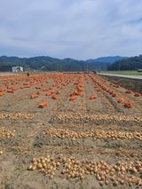 팜모닝 기타작물·영농일지 게시글 이미지