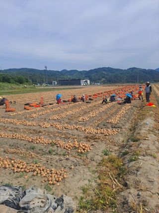 조잠순님의 기타작물 · 영농일지 작성글 사진