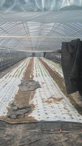 아침상추님의 상추 · 영농일지 작성글 사진