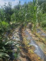 팜모닝 옥수수·영농일지 게시글 이미지