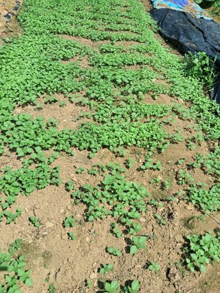 최한기님의 들깨 · 영농일지 작성글 사진