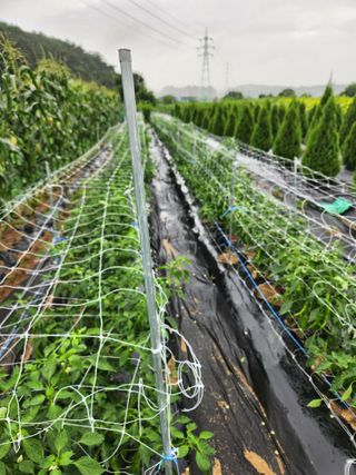 이창우님의 고추 · 영농일지 작성글 사진