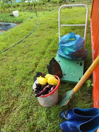 고향역03님의 토마토 · 영농일지 작성글 사진