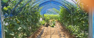 장호경님의 기타작물 · 영농일지 작성글 사진