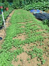 팜모닝 들깨·영농일지 게시글 이미지