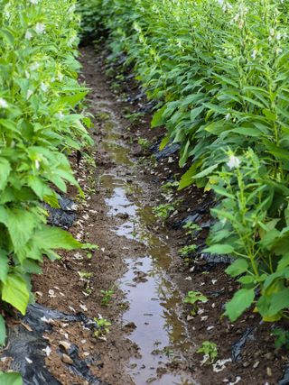 농부님.모두.모두힘님의 기타작물 · 영농일지 작성글 사진