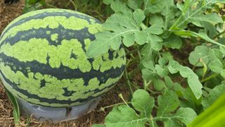 전영순님의 기타작물 · 영농일지 작성글 사진