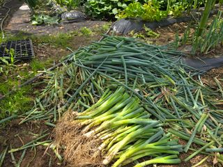 야양바다님의 파 · 영농일지 작성글 사진