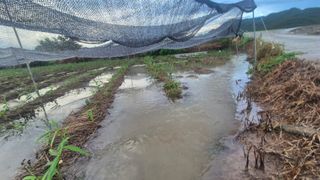 임상옥님의 기타작물 · 영농일지 작성글 사진