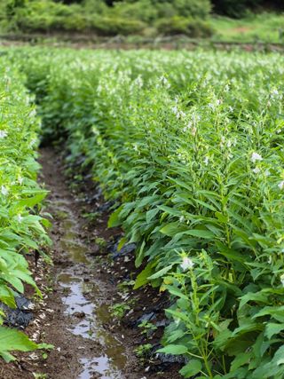 농부님.모두.모두힘님의 기타작물 · 영농일지 작성글 사진