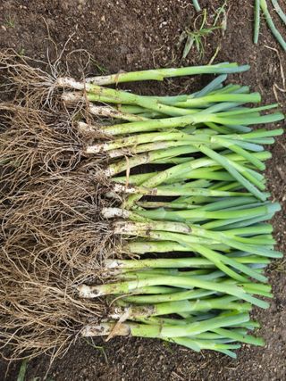 야양바다님의 파 · 영농일지 작성글 사진