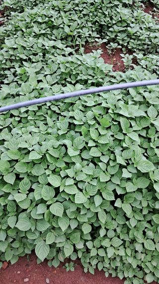 bpjh9173님의 파 · 영농일지 작성글 사진