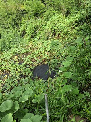 우철님의 기타작물 · 영농일지 작성글 사진