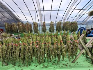 구봉갑산님의 참깨 · 영농일지 작성글 사진