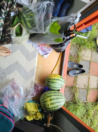 고향역03님의 토마토 · 영농일지 작성글 사진