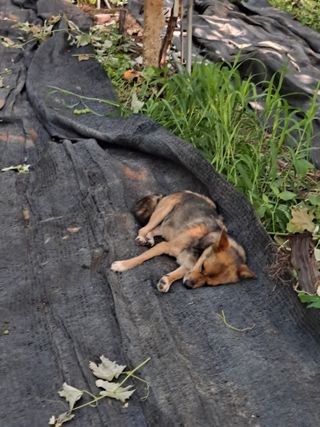 은화주농원맥반석포도님의 포도 · 영농일지 작성글 사진