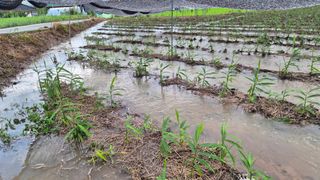 임상옥님의 기타작물 · 영농일지 작성글 사진