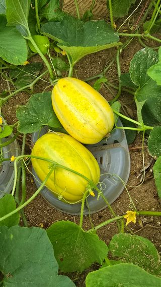 전영순님의 기타작물 · 영농일지 작성글 사진