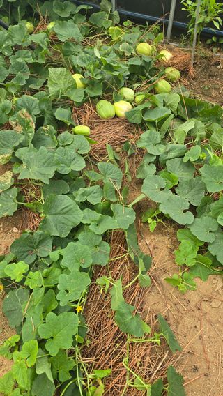 전영순님의 기타작물 · 영농일지 작성글 사진