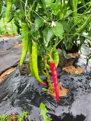 이창우님의 고추 · 영농일지 작성글 사진