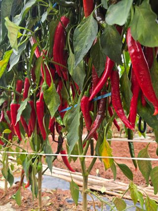 박수열님의 고추 · 영농일지 작성글 사진