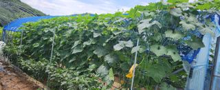 장호경님의 기타작물 · 영농일지 작성글 사진