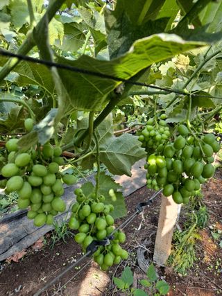 은화주농원맥반석포도님의 포도 · 영농일지 작성글 사진