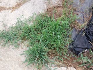 영수농원님의 고추 · 영농일지 작성글 사진