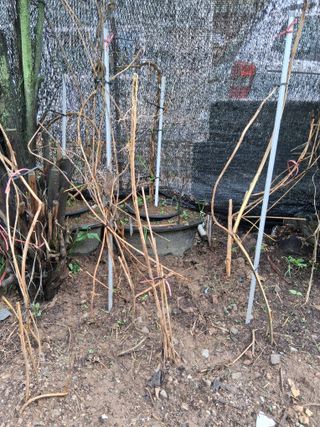 우철님의 기타작물 · 영농일지 작성글 사진