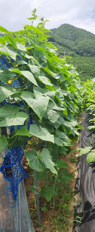 장호경님의 기타작물 · 영농일지 작성글 사진