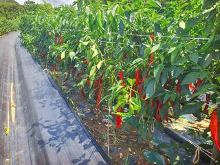 오이8898황산면님의 고추 · 영농일지 작성글 사진