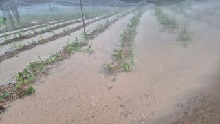 임상옥님의 기타작물 · 영농일지 작성글 사진