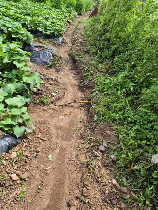 농부님.모두.모두힘님의 기타작물 · 영농일지 작성글 사진