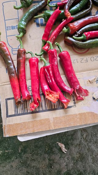 양주촌로님의 고추 · 영농일지 작성글 사진