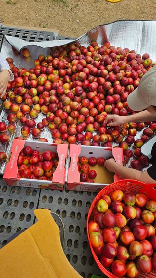 김호영님의 복숭아 · 영농일지 작성글 사진