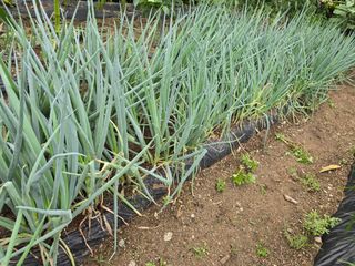 야양바다님의 파 · 영농일지 작성글 사진