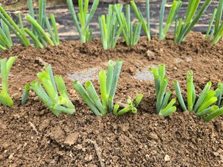 야양바다님의 파 · 영농일지 작성글 사진