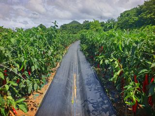 오이8898황산면님의 고추 · 영농일지 작성글 사진