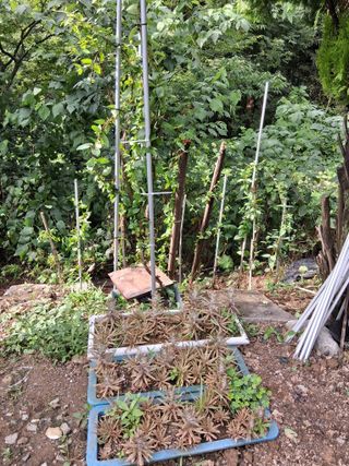 우철님의 기타작물 · 영농일지 작성글 사진