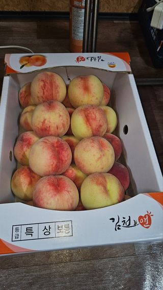 김호영님의 복숭아 · 영농일지 작성글 사진
