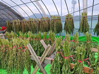 구봉갑산님의 참깨 · 영농일지 작성글 사진