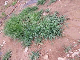 영수농원님의 고추 · 영농일지 작성글 사진