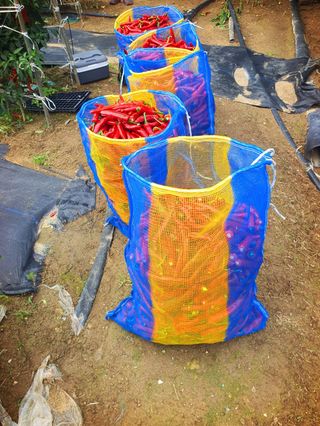 오이8898황산면님의 고추 · 영농일지 작성글 사진