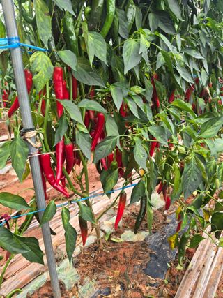 박수열님의 고추 · 영농일지 작성글 사진