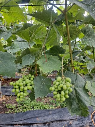 은화주농원맥반석포도님의 포도 · 영농일지 작성글 사진