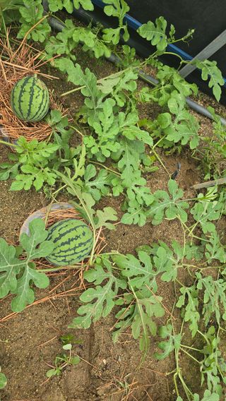 전영순님의 기타작물 · 영농일지 작성글 사진