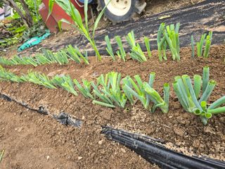 야양바다님의 파 · 영농일지 작성글 사진