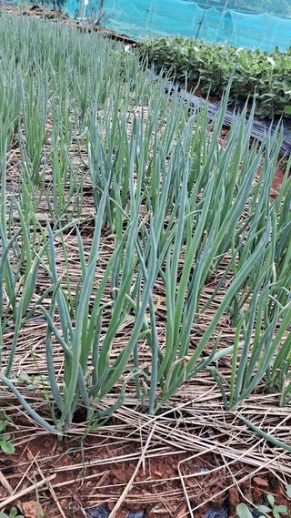 bpjh9173님의 파 · 영농일지 작성글 사진